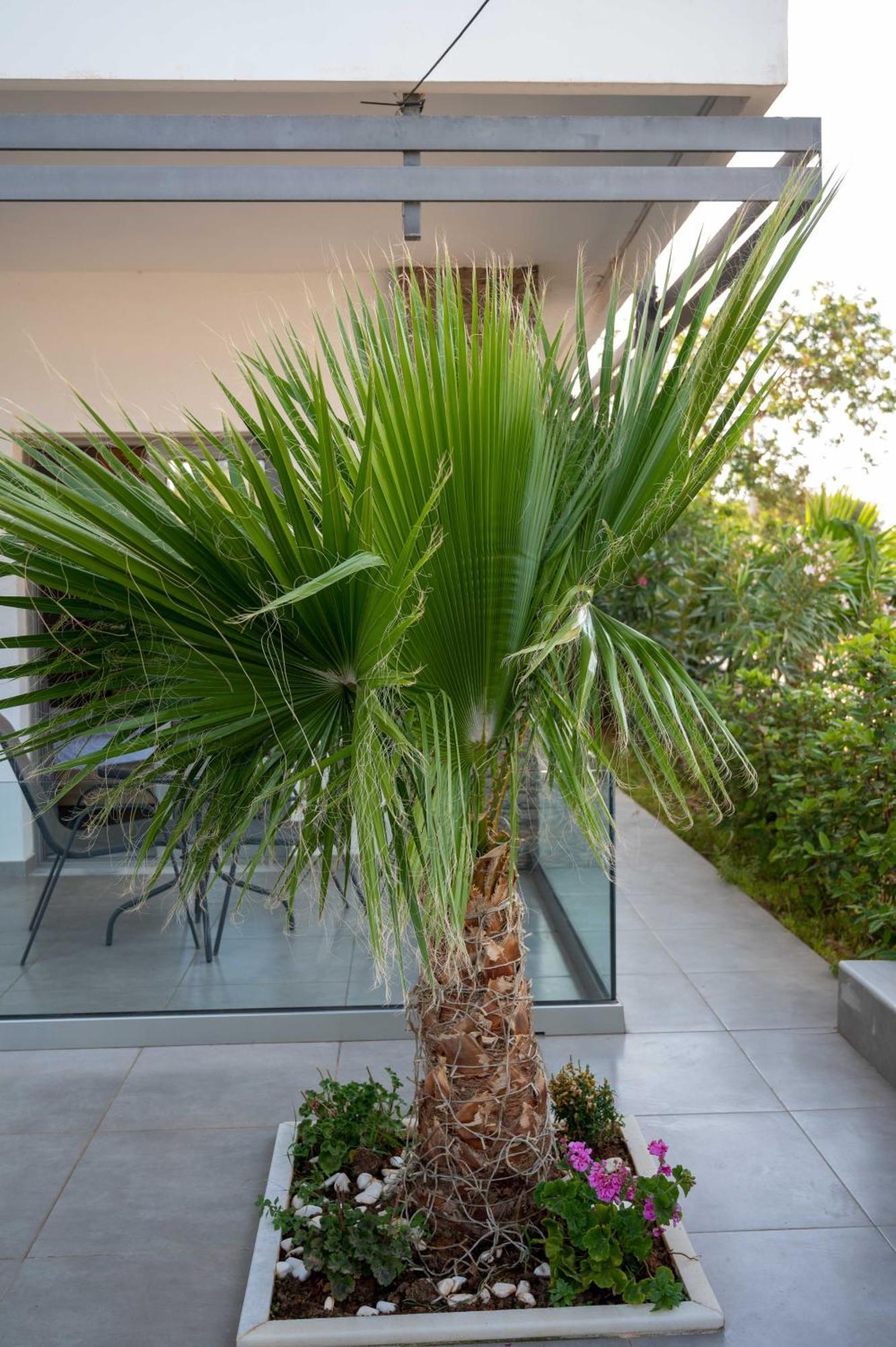 Finikas Suites & Apartments 10Min From Athens Airport Artemida  Exterior photo