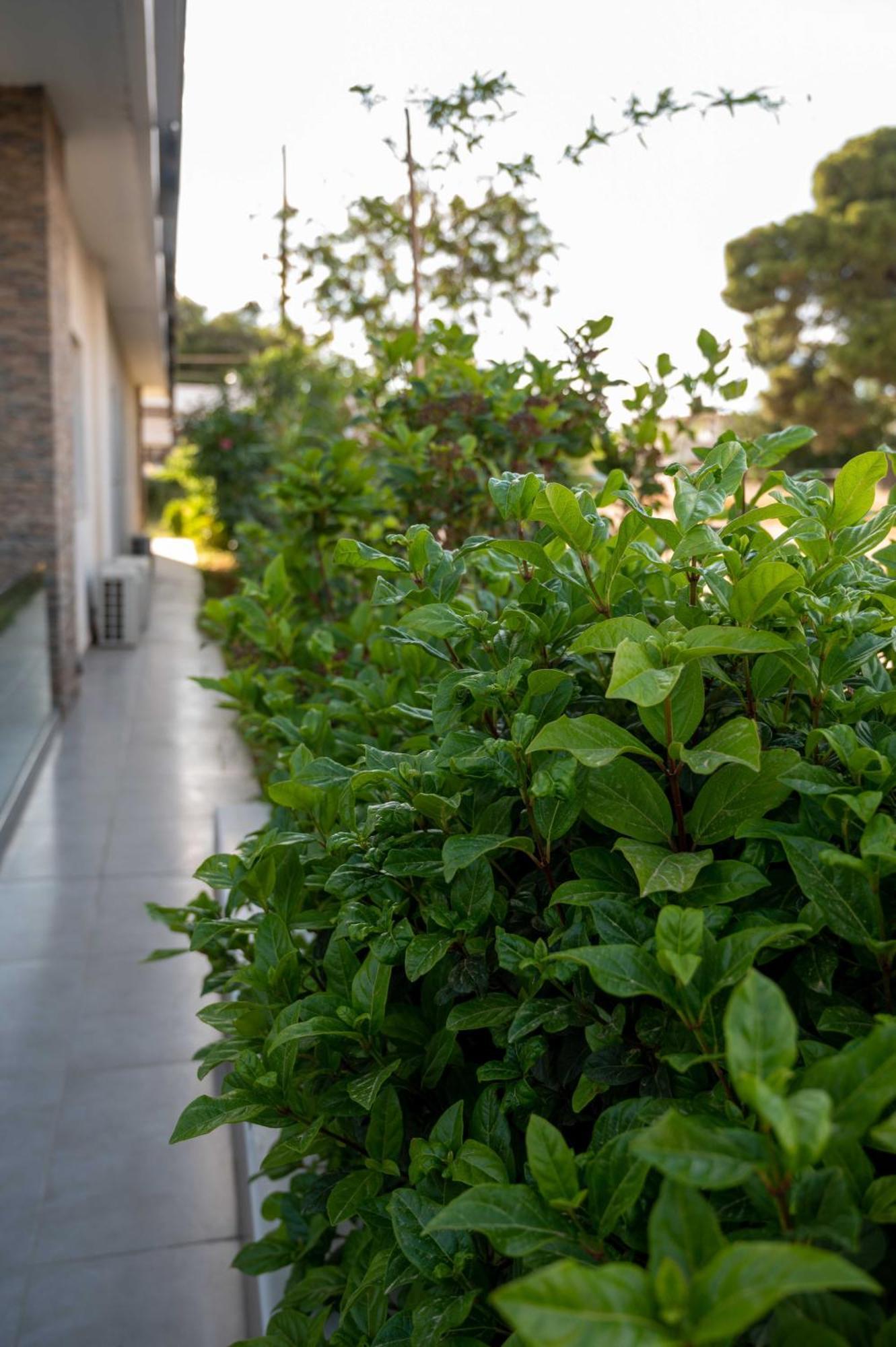 Finikas Suites & Apartments 10Min From Athens Airport Artemida  Exterior photo
